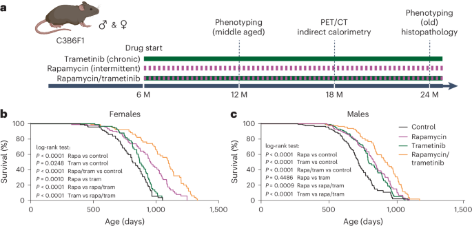 Fig. 2: Trametinib alone extends lifespan and acts additively with rapamycin to do so.