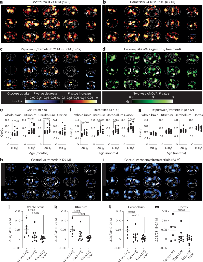 Fig. 4: Combined treatment with trametinib and rapamycin counteracts the age-related increase in brain glucose uptake.