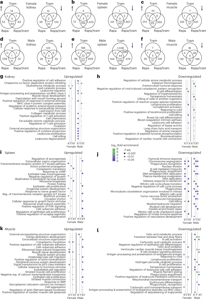 Fig. 7: The transcriptome responds in a highly tissue-specific, drug-specific and sex-specific manner toward rapamycin and trametinib treatment.