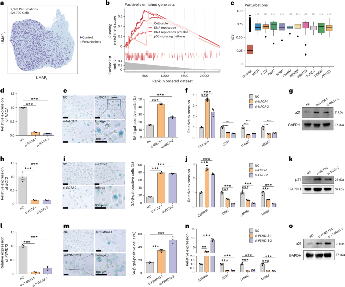 Fig. 3: hUSI revealed potential senescence regulators in a Perturb-seq dataset.