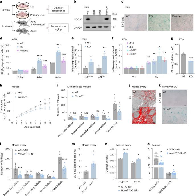 Fig. 3: Loss of NCOA7 accelerates cellular senescence and ovarian aging.
