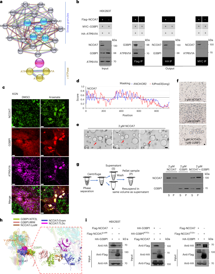 Fig. 4: Interaction of NCOA7 with G3BP1 via the LysM and NTF2L domains enhances phase separation in vitro.