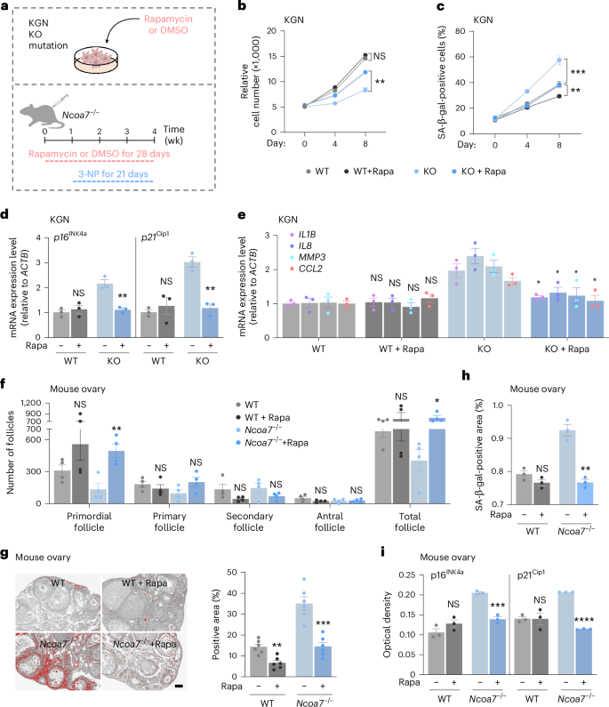 Fig. 6: Increasing autophagy alleviates NCOA7 deficiency-related GC senescence and ovarian aging.