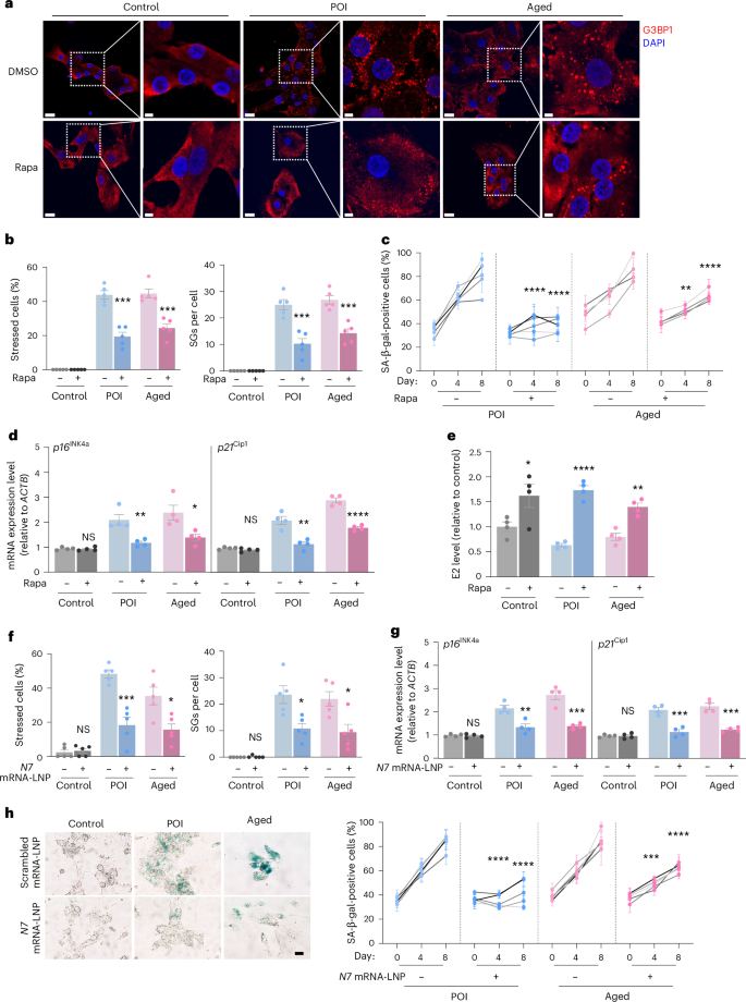 Fig. 7: Clinical alleviation of ovarian aging by promoting autophagy or targeting NCOA7 to attenuate GC senescence.