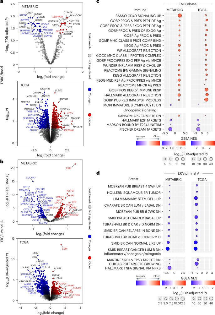 Fig. 1: Age-related DEGs and functional gene set enrichments in TNBC, basal, ER+ and luminal A breast cancers.