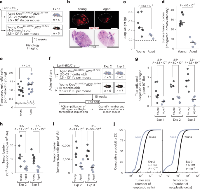 Fig. 1: Age reduces oncogenic KRAS-driven lung tumor initiation and growth.
