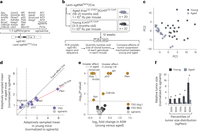Fig. 2: Age alters the landscape of tumor suppression.