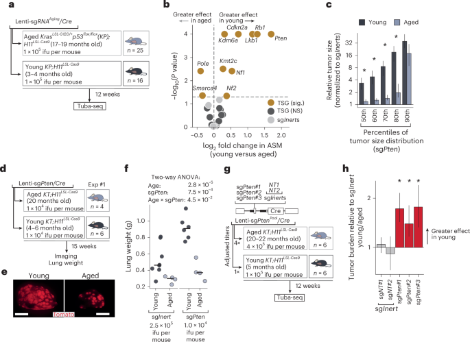 Fig. 3: Validation of age-dependent differences in tumor suppression by Pten.