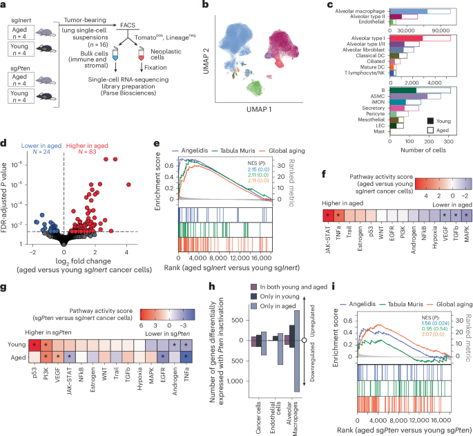 Fig. 4: Aging alters cancer cell state and the impacts of Pten inactivation.