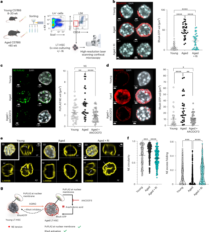 Fig. 2: NE tension and RhoA activity are increased in aged HSCs.