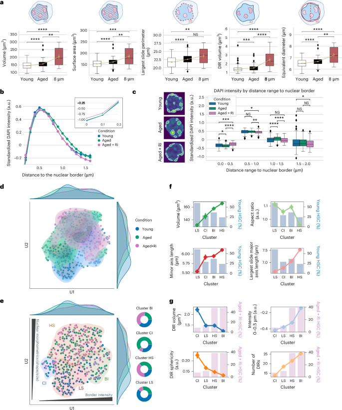 Fig. 3: Drivers of aging identified by individual image-derived morphometric and DAPI intensity features.