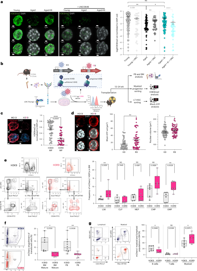 Fig. 4: Reduced methylation of H3K9 increases RhoA activation and drives aging of HSCs.