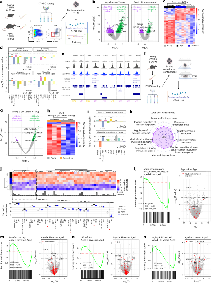Fig. 5: RhoA regulates chromatin accessibility at repetitive elements in aged HSCs.