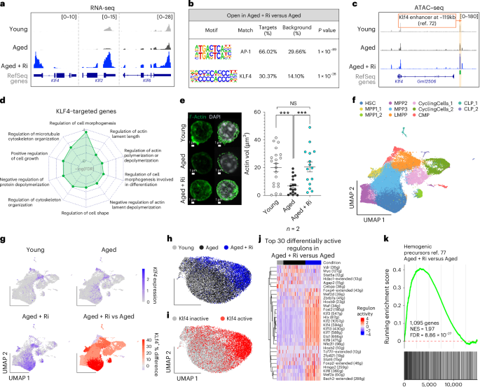 Fig. 6: Inhibiting RhoA activity induces Klf4 expression and partial reprogramming in aged HSCs.