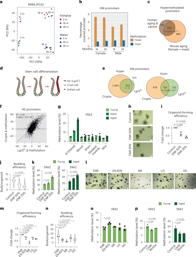 Fig. 2: ACCA drift is conserved in mouse intestine, originates at the stem cell level and is cell-cycle independent.