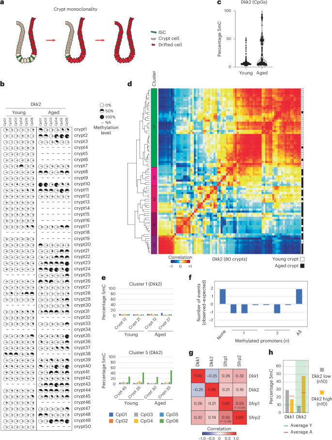 Fig. 3: DNAm drift propagates via crypt clonality and shows heterogeneity at a CpG level.