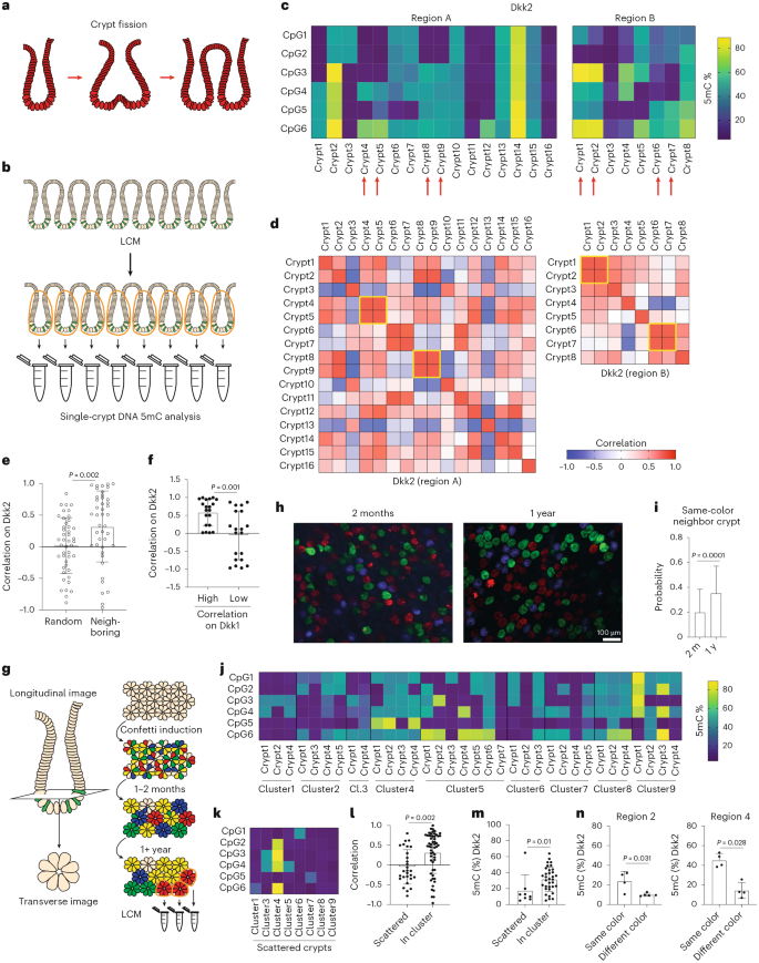 Fig. 4: The DNAm drift expands via crypt fission.