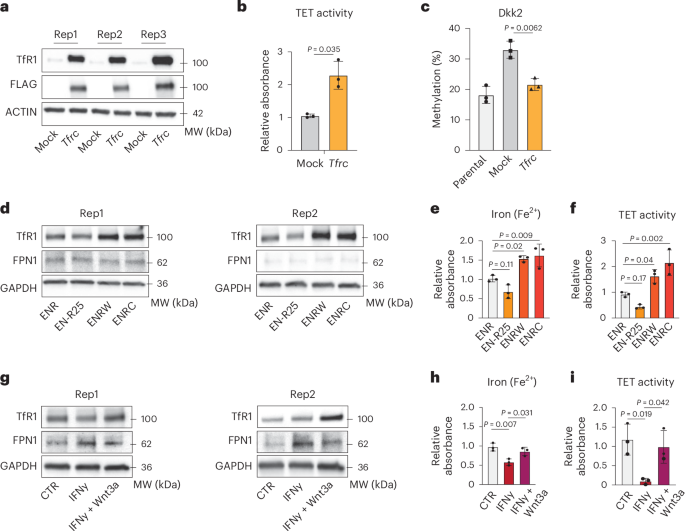 Fig. 6: Transferrin receptor restoration as well as Wnt pathway stimulation rescue iron homeostasis.