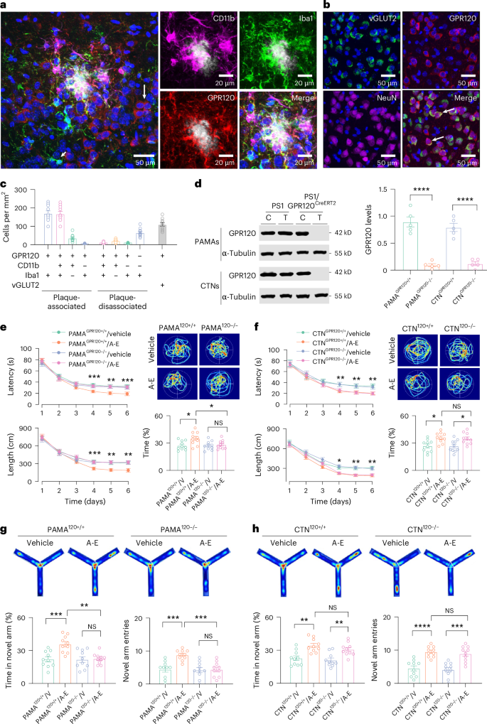 Fig. 2: A cell-type-specific GPR120 mediates the therapeutic effects of ALA and EDA.