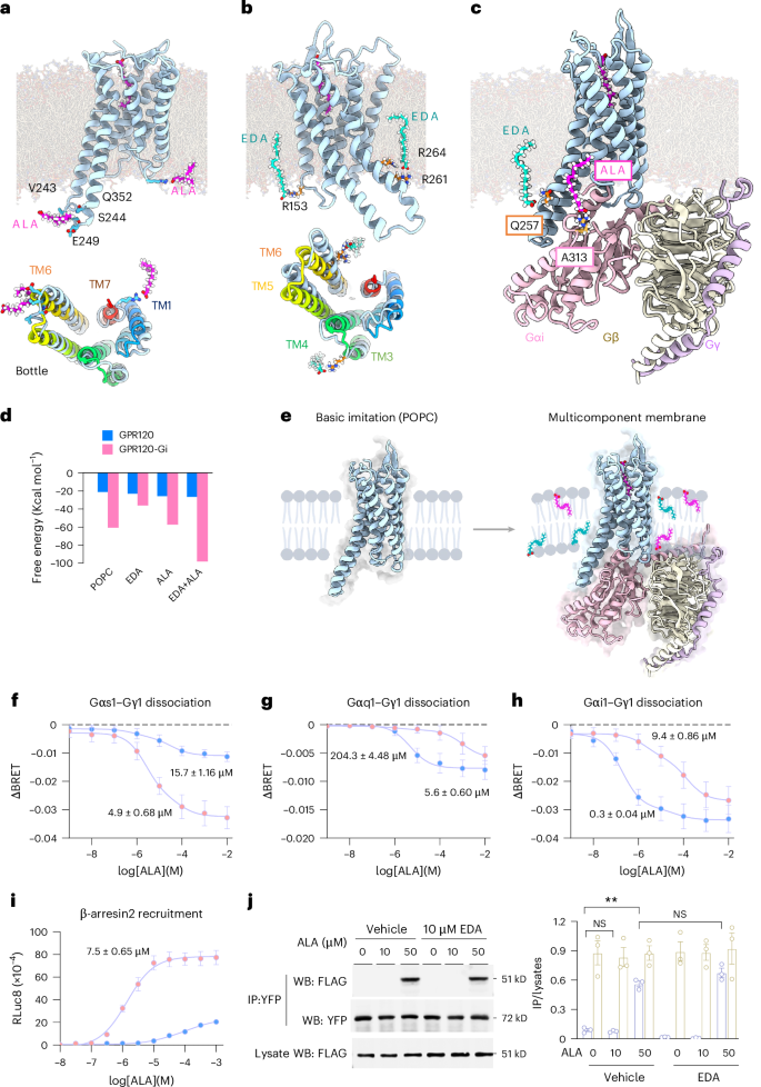 Fig. 4: Allosteric modulation and synergistic activation of GPR120.