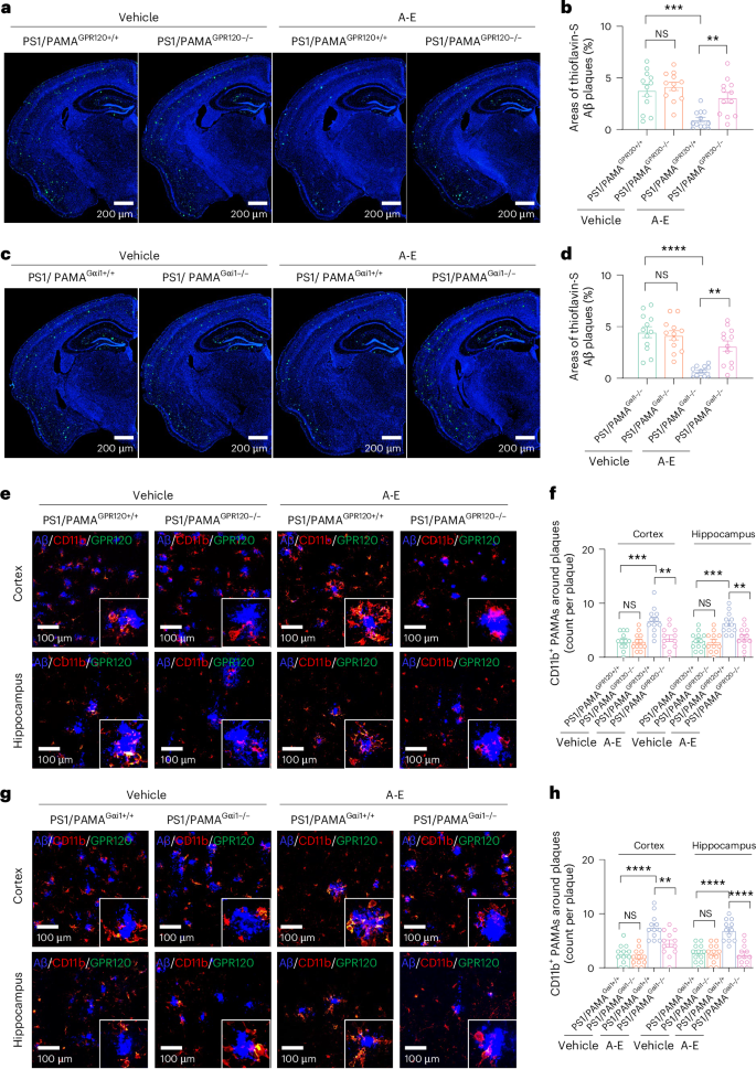 Fig. 5: ALA and EDA attenuate Aβ pathology via GPR120–Gαi1 in PAMAs.