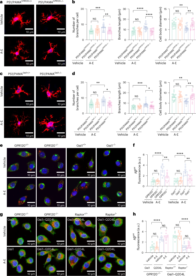 Fig. 6: Activation of PAMAs by ALA and EDA promotes amyloid phagocytosis.