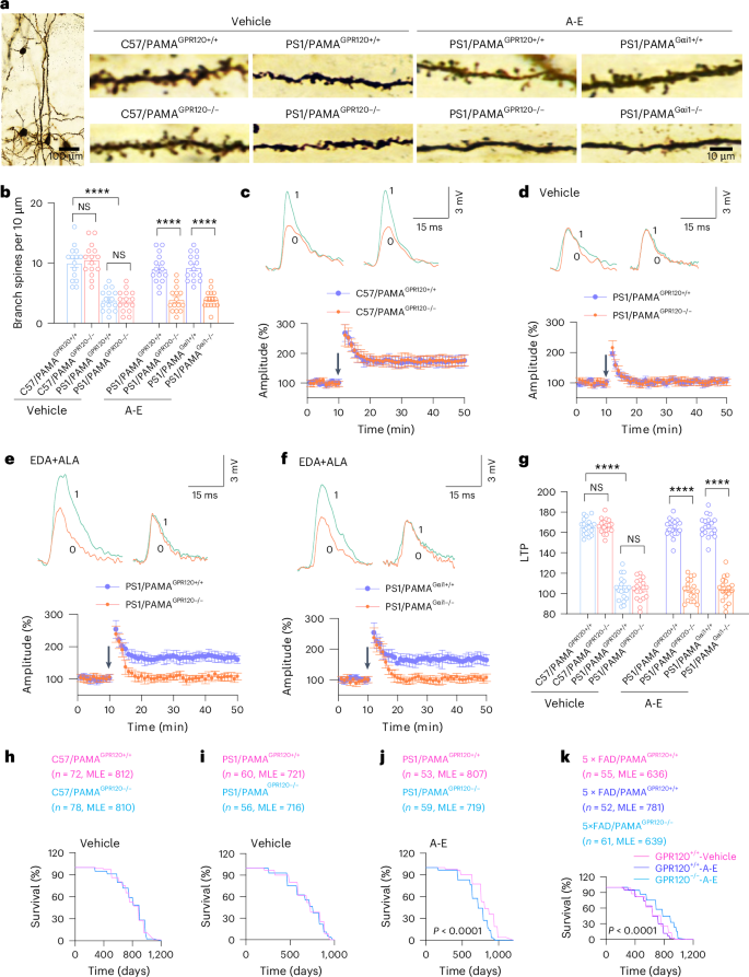 Fig. 7: ALA and EDA rescue cognition and restore lifespan of AD mice to normal levels.