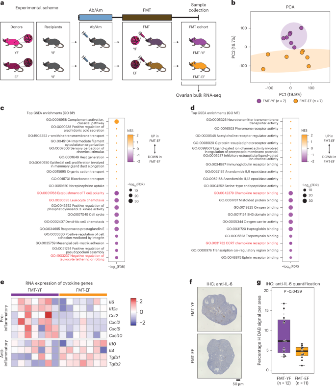 Fig. 2: Bulk RNA-seq analysis of ovaries from young and estropausal female mice FMT recipient mice.