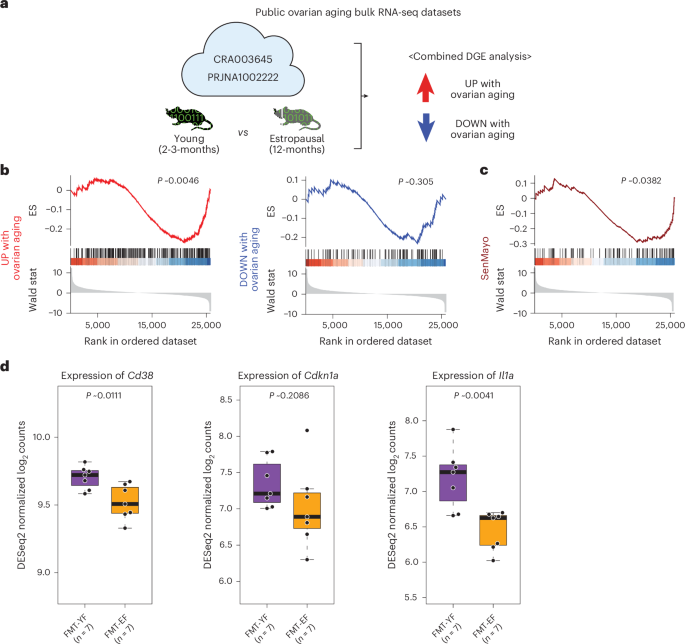 Fig. 3: Analysis of public ovarian aging bulk RNA-seq datasets.