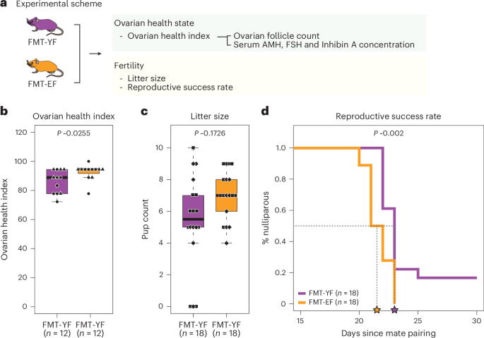 Fig. 4: Evaluation of fertility and ovarian health state of FMT recipient mice.