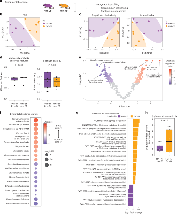 Fig. 5: Characterization of fecal microbial profiles of FMT recipient mice.