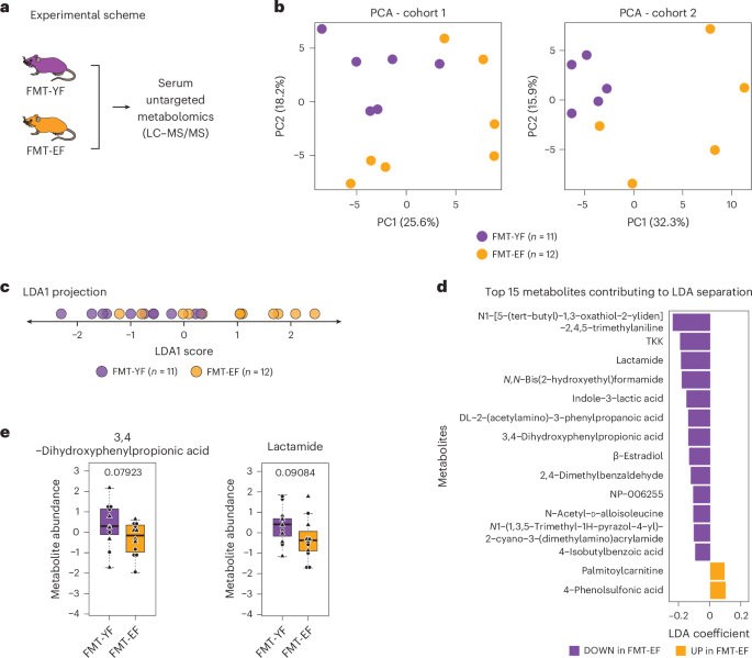 Fig. 6: Characterization of serum metabolic profiles of FMT recipient mice.