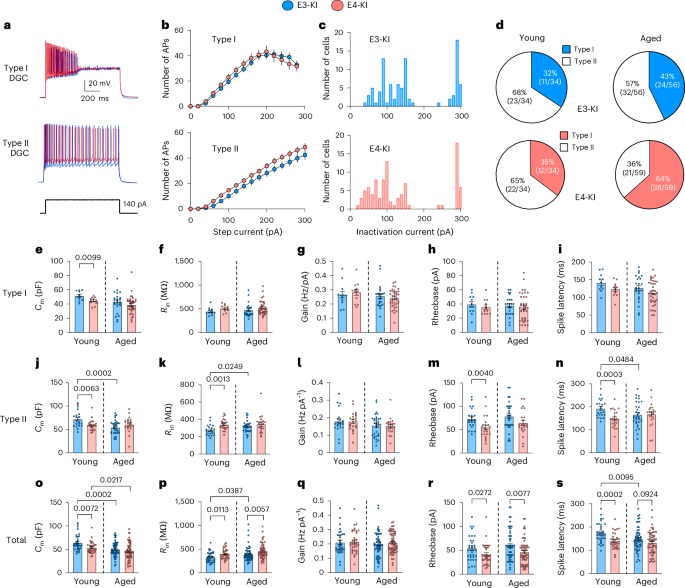Fig. 3: DGC subpopulations display age-specific, APOE-genotype-specific and cell-subtype-specific morpho-electric and excitability differences.