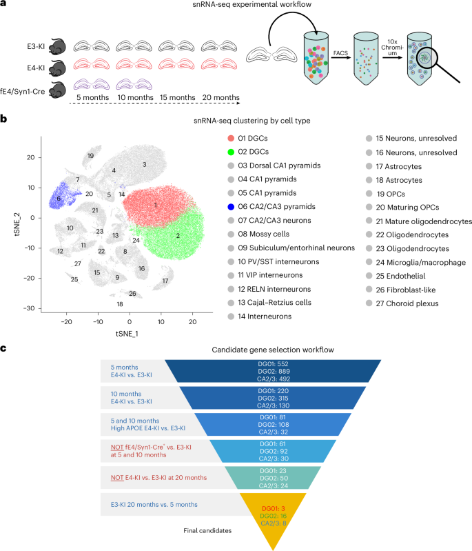 Fig. 7: snRNA-seq analysis of E3-KI and E4-KI mouse hippocampi at different ages.