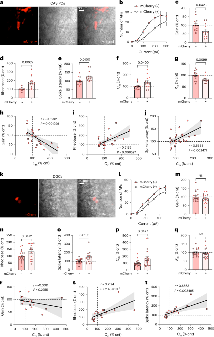 Fig. 8: CRISPRi-mediated Nell2 reduction normalizes cell size and excitability of CA3 PCs and DGCs in young E4-KI mice.