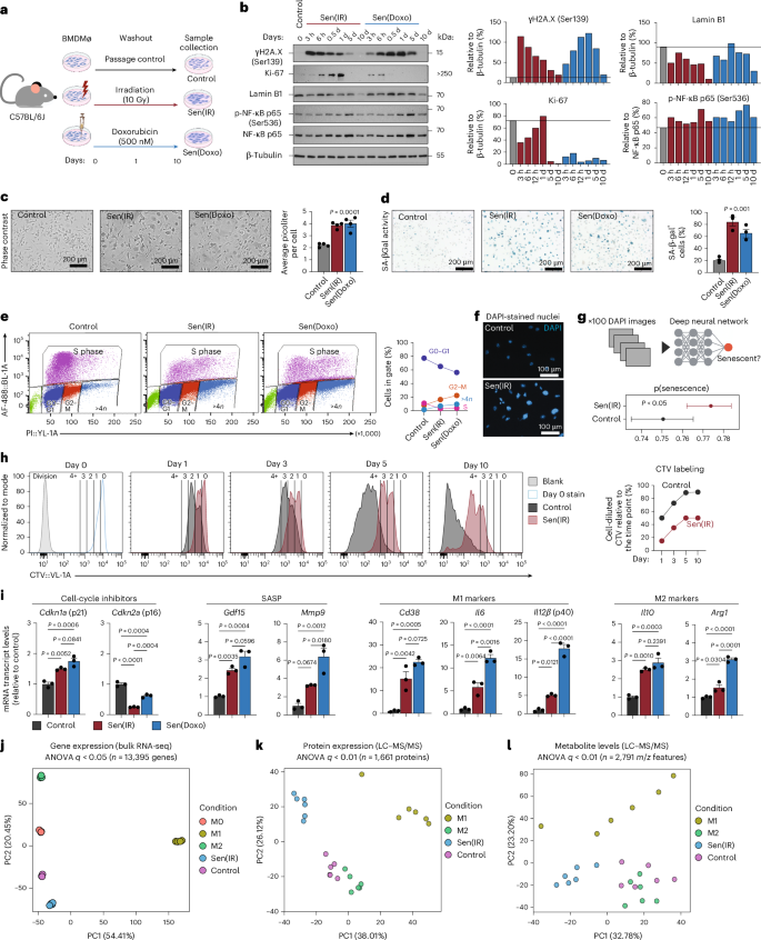 Fig. 1: Irradiation and Doxo drive p21+ macrophage senescence in vitro.