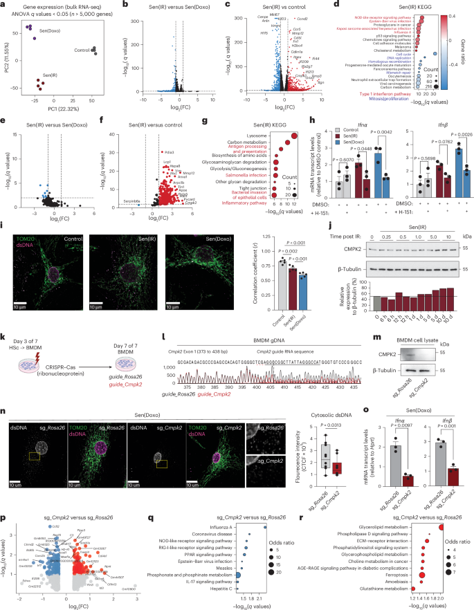Fig. 2: Senescent macrophages are characterized by a SASP and a type I IFN response to mtDNA.