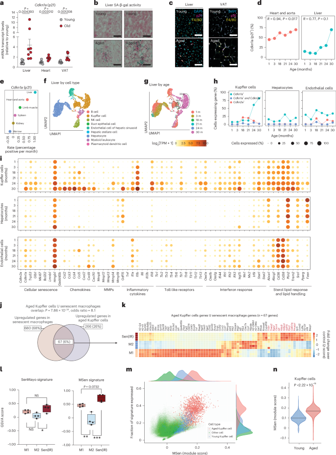 Fig. 3: Senescent p21+ macrophages accumulate in aged metabolic tissues.
