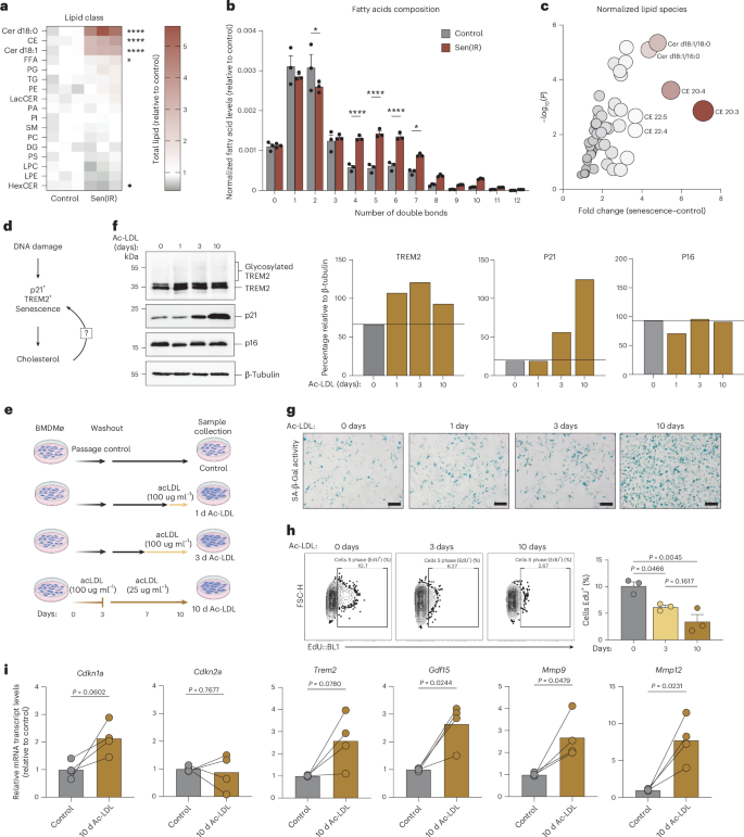 Fig. 5: Excess cholesterol ester loading via Ac-LDL is a driver of macrophage senescence in vitro.