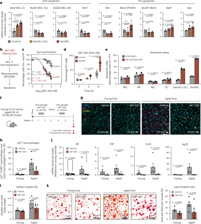 Fig. 6: ABT-263 efficiently and selectively targets senescent macrophages for apoptosis.