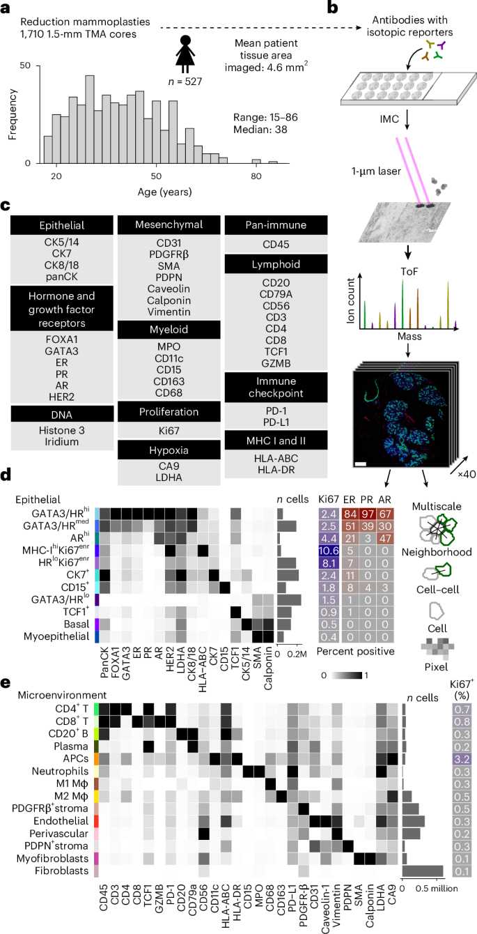 Fig. 1: Multiplexed proteomic imaging of the normal breast.