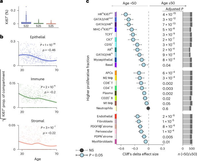 Fig. 4: Aging is associated with breast cell-level changes in proliferation and morphology.
