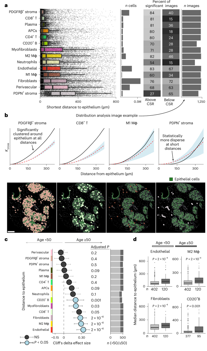 Fig. 5: Breast microenvironment spatial structure.