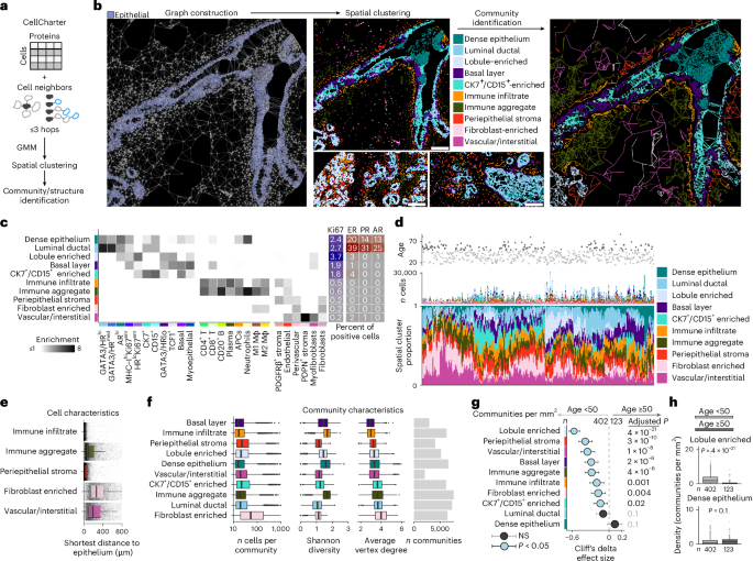 Fig. 6: Recurrent multicellular neighborhoods in the normal breast.