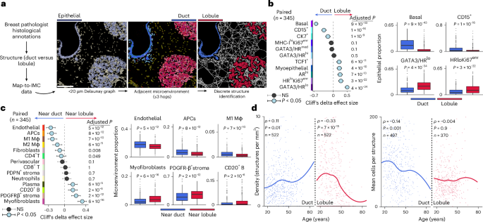 Fig. 7: Aging is associated with breast tissue-level remodeling of epithelial structures.