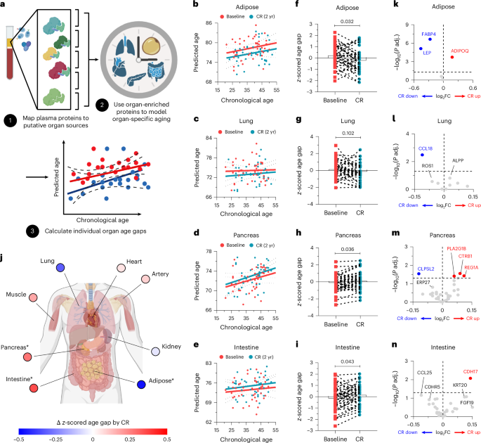 Fig. 2: Mild and sustained CR in humans slow adipose tissue proteomic aging clock.