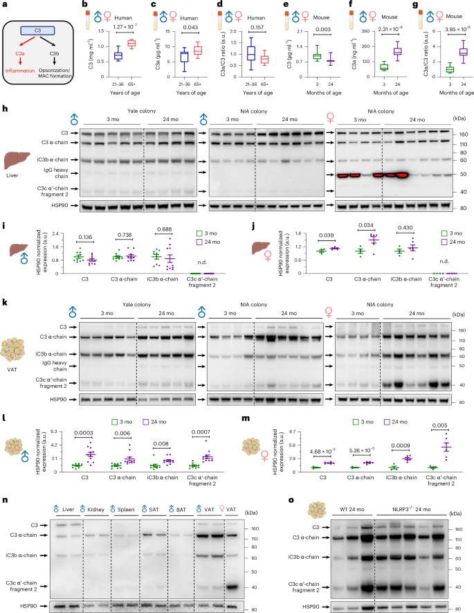 Fig. 4: Aging increases C3 cleavage with VAT as a major source.