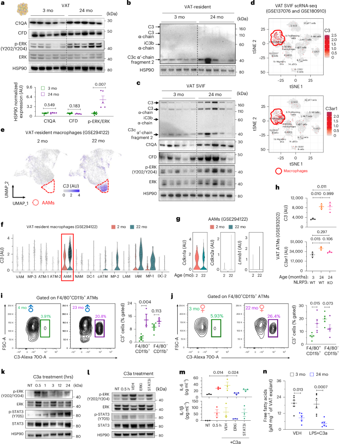 Fig. 5: Autocrine C3a signaling in ATMs regulates inflammaging.