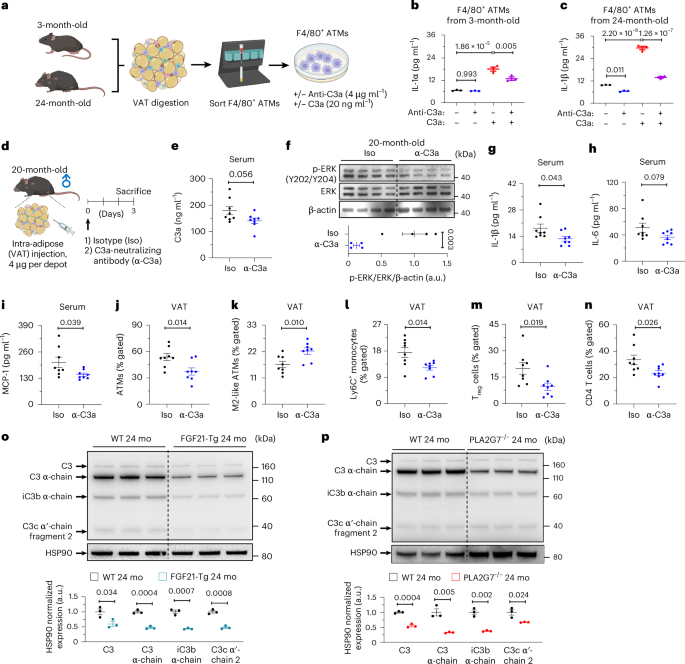 Fig. 6: VAT-specific inhibition of C3a restrains inflammaging.