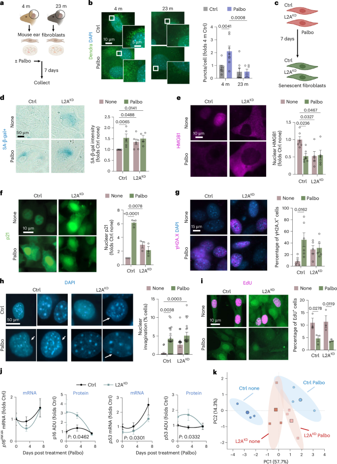 Fig. 1: Cells with CMA loss phenocopy some basal features of senescence but display an altered response to senescence stimuli.